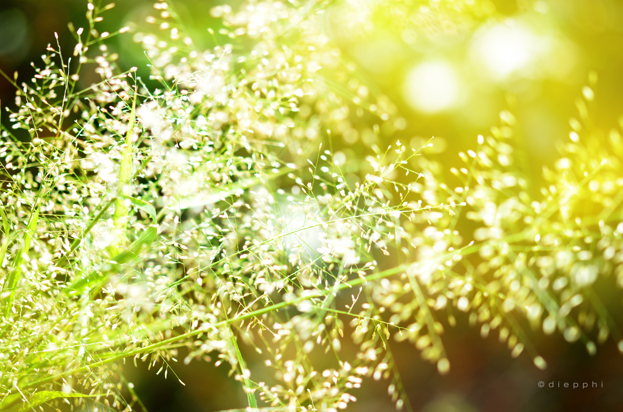 Nikon AF-S Micro-Nikkor 60mm F2.8G ED sample photo. Flower in the garden photography