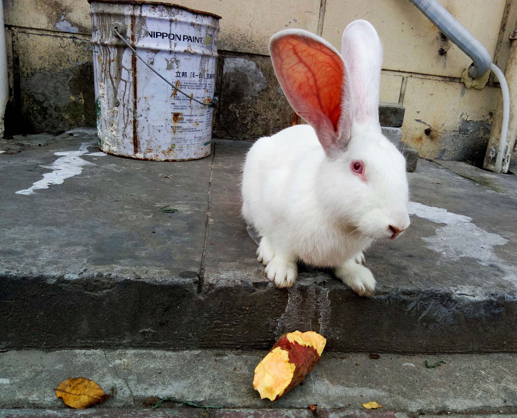 OPPO A59M sample photo