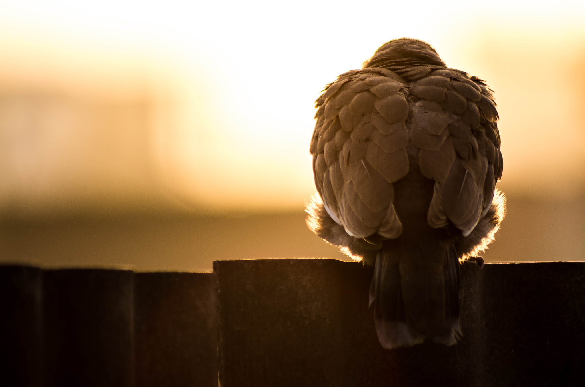 smc PENTAX-FA J 75-300mm F4.5-5.8 AL sample photo. Bdedeo photography
