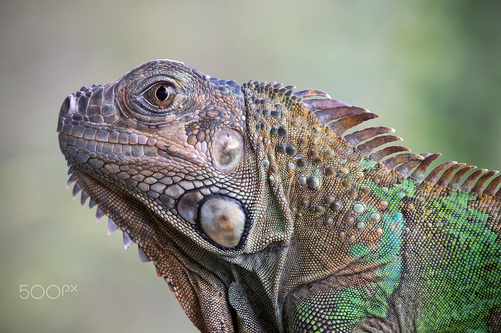 Canon EF 180mm F3.5L Macro USM sample photo. Iguana photography