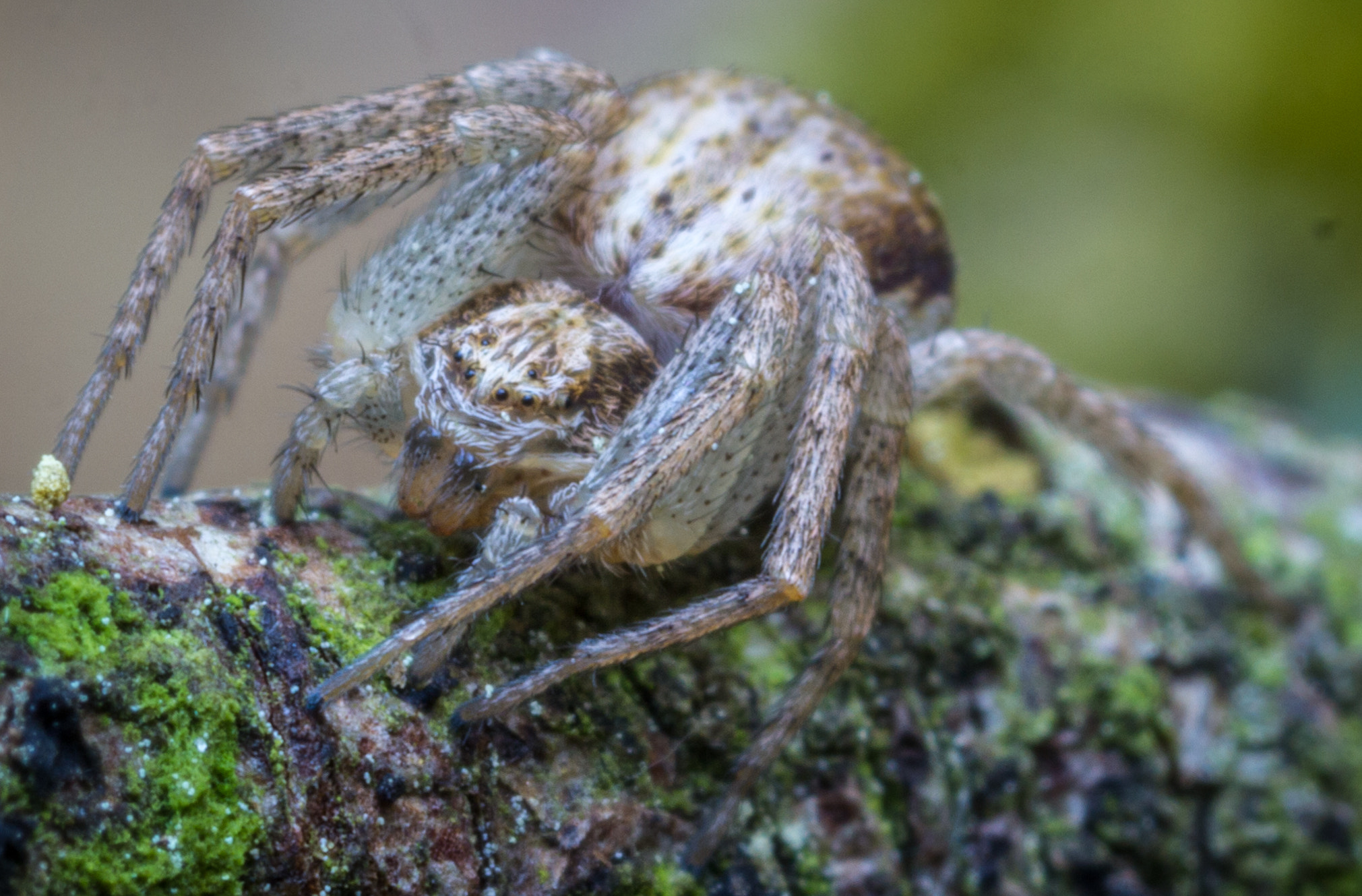 Canon EOS 550D (EOS Rebel T2i / EOS Kiss X4) + Tamron SP AF 90mm F2.8 Di Macro sample photo. Spider in the woods photography