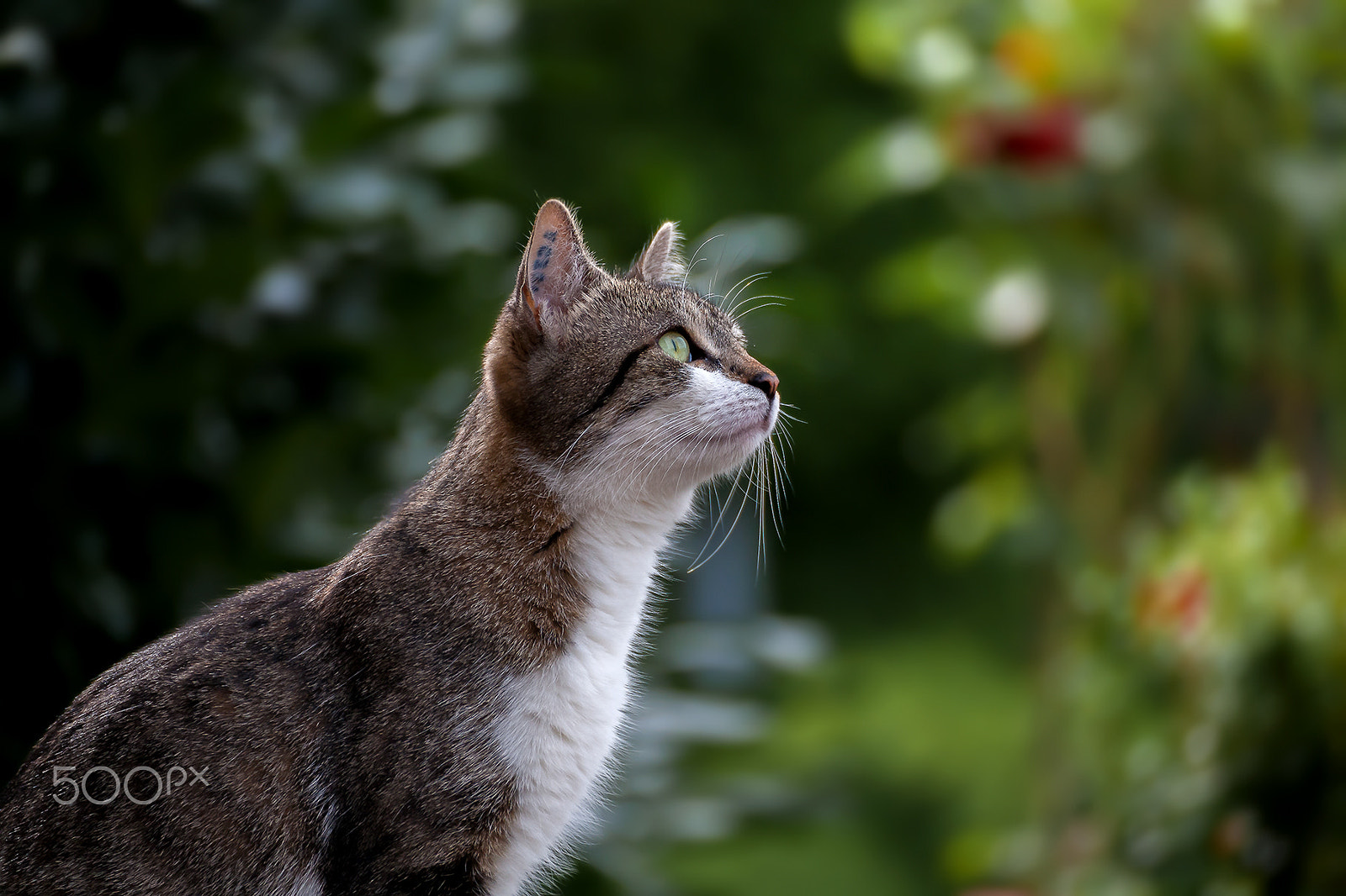 Tamron SP 35mm F1.8 Di VC USD sample photo. Cat portrait photography