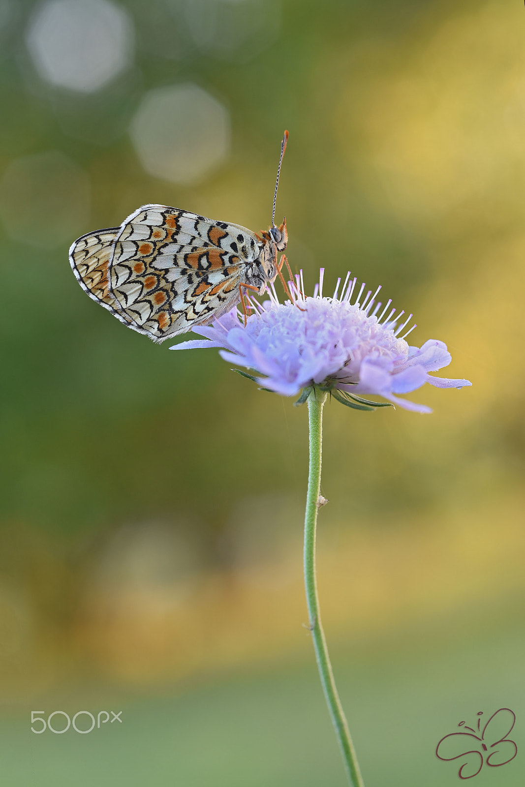 Nikon AF Micro-Nikkor 60mm F2.8D sample photo. Melitaea didyma (esper, 1779) photography