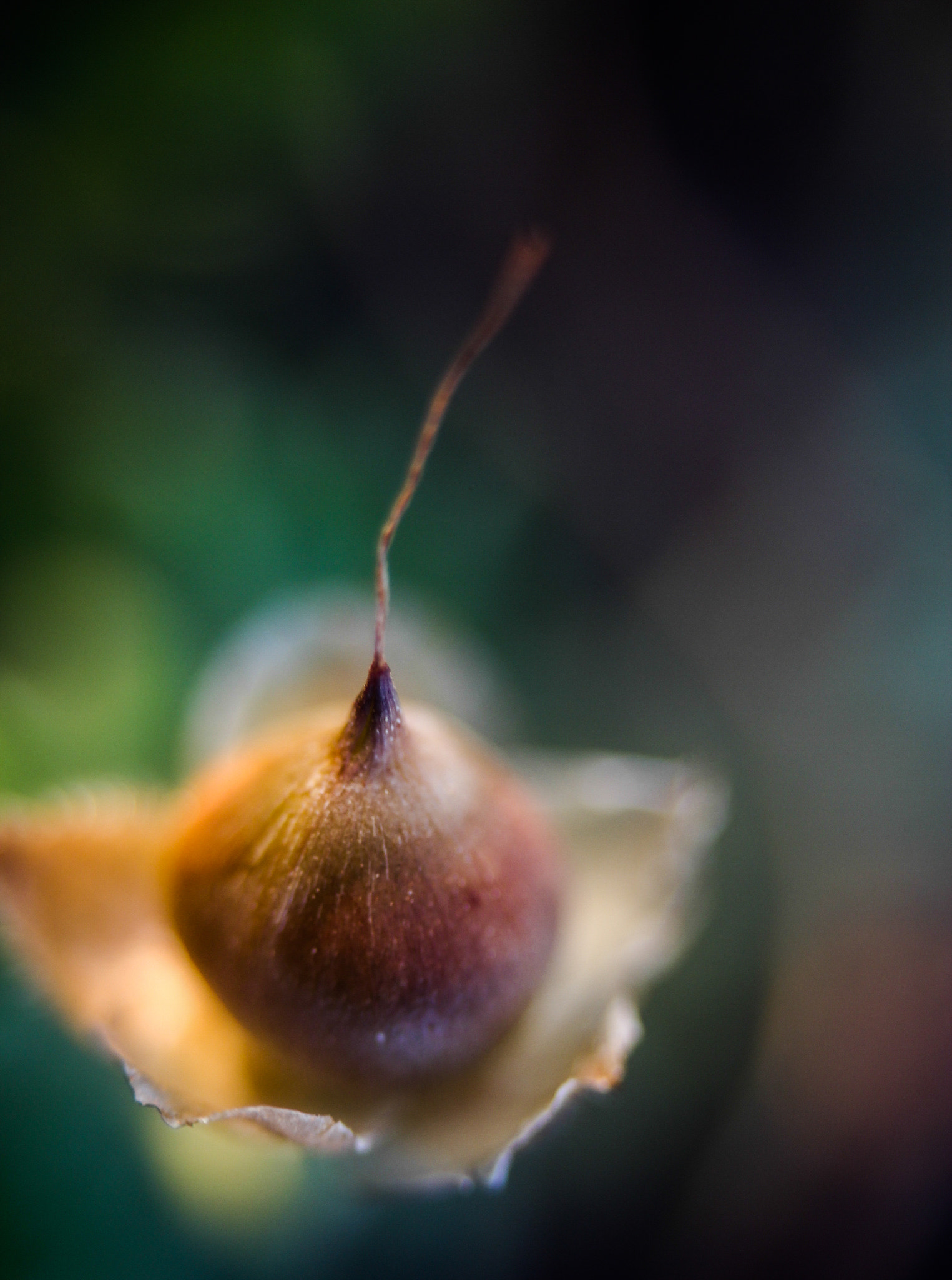 EF35-80mm f/4-5.6 sample photo. Onion flower photography