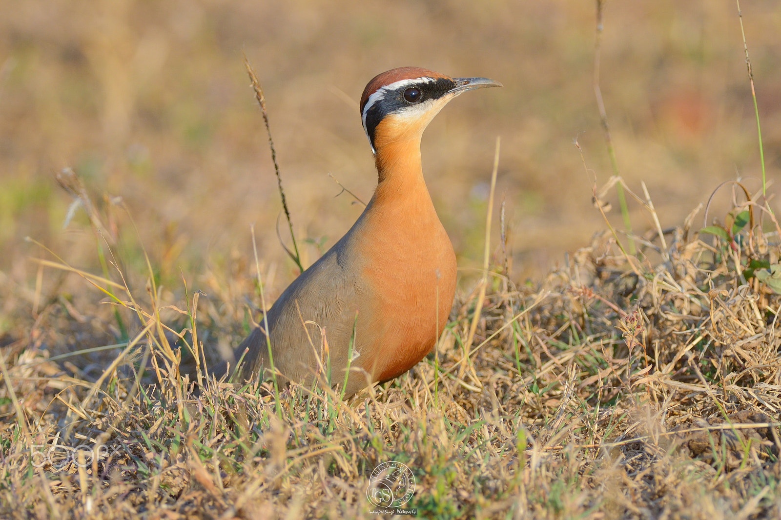 Nikon D600 sample photo. Indian courser photography