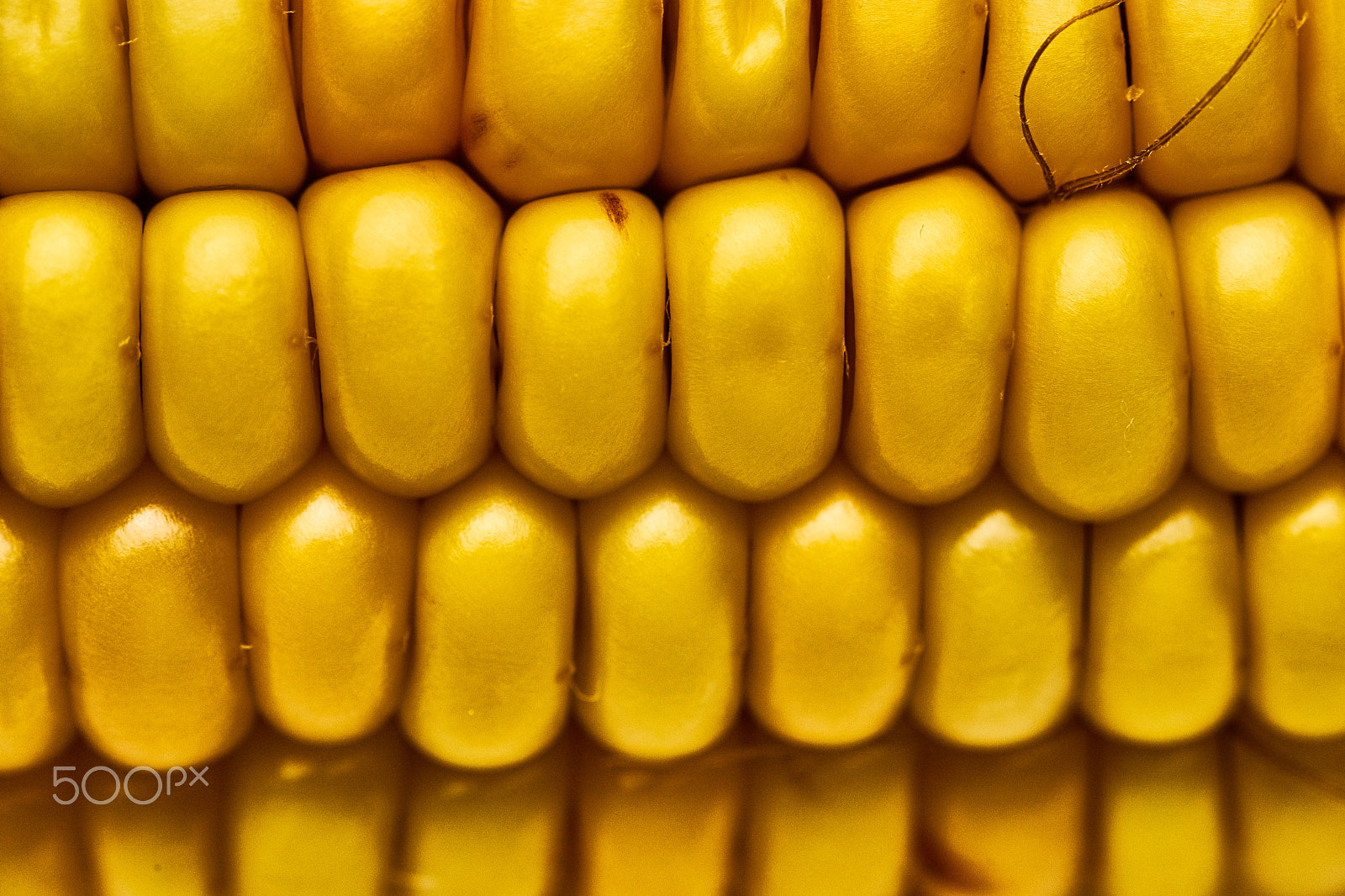 Sony a7 + Minolta AF 100mm F2.8 Macro [New] sample photo. Macro corn photography