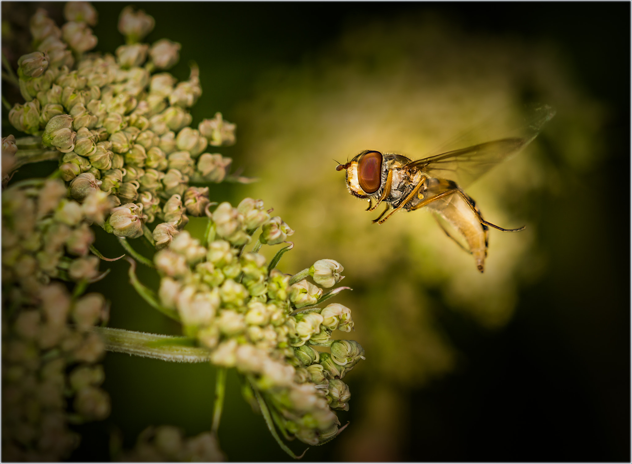 Nikon D600 + Sigma 105mm F2.8 EX DG OS HSM sample photo. Bee's & fly's photography