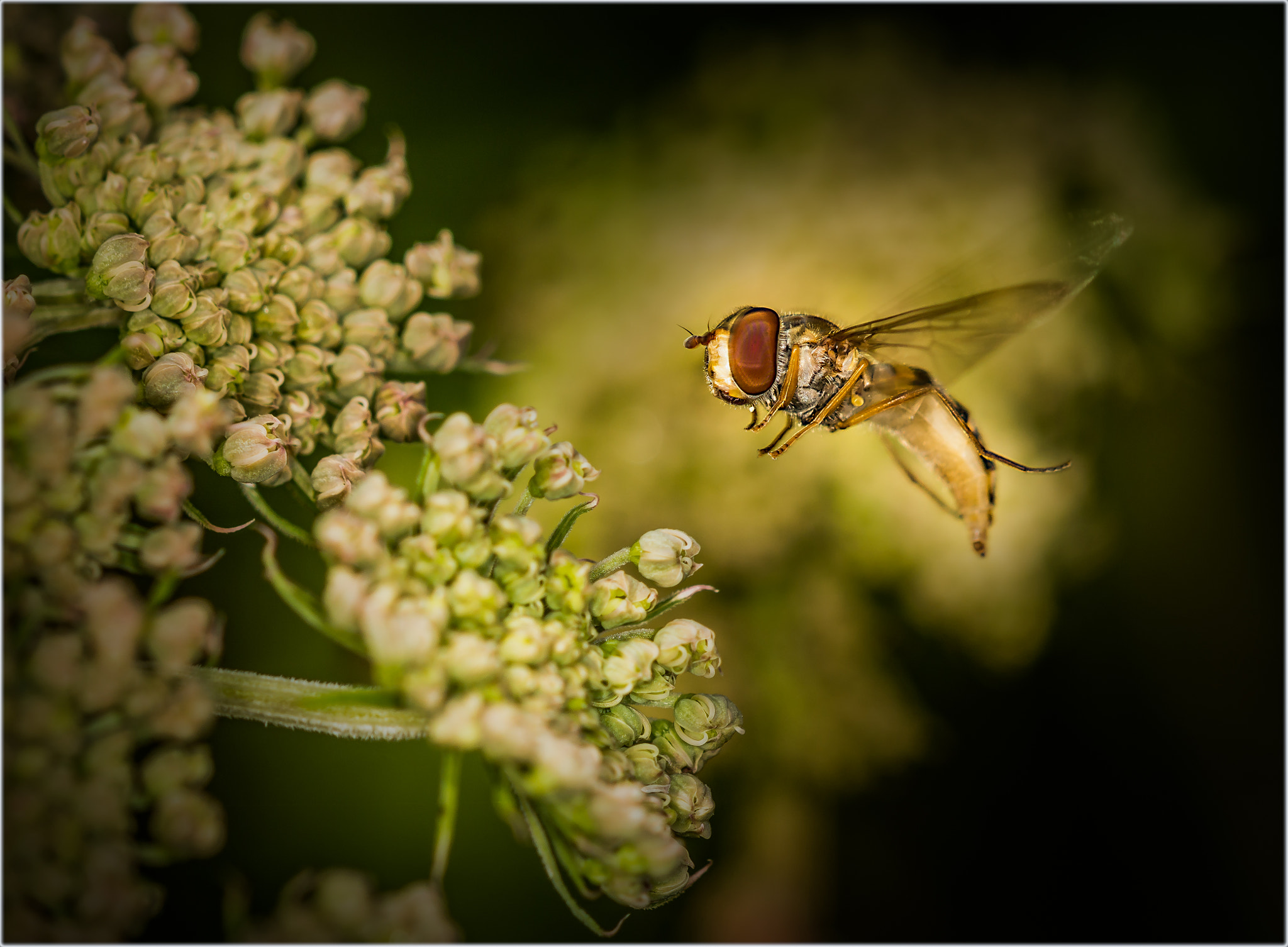 Sigma 105mm F2.8 EX DG OS HSM sample photo. Bee's & fly's photography