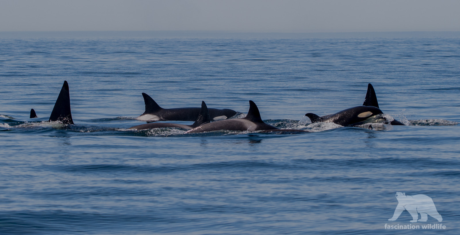 Sigma 150-600mm F5-6.3 DG OS HSM | S sample photo. Wolves of the sea photography