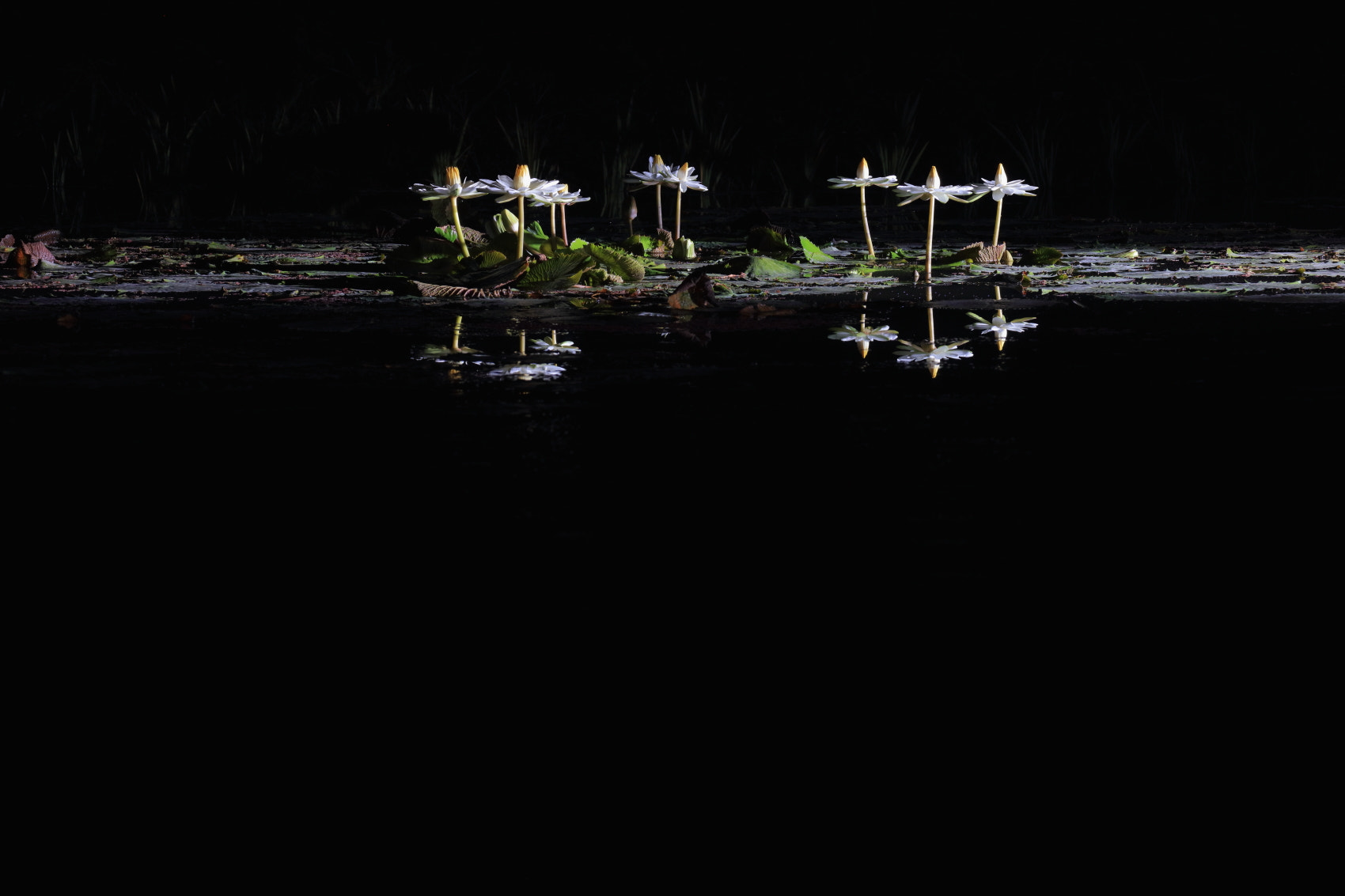 Canon EF 200mm F2.8L II USM sample photo. Flower in night photography
