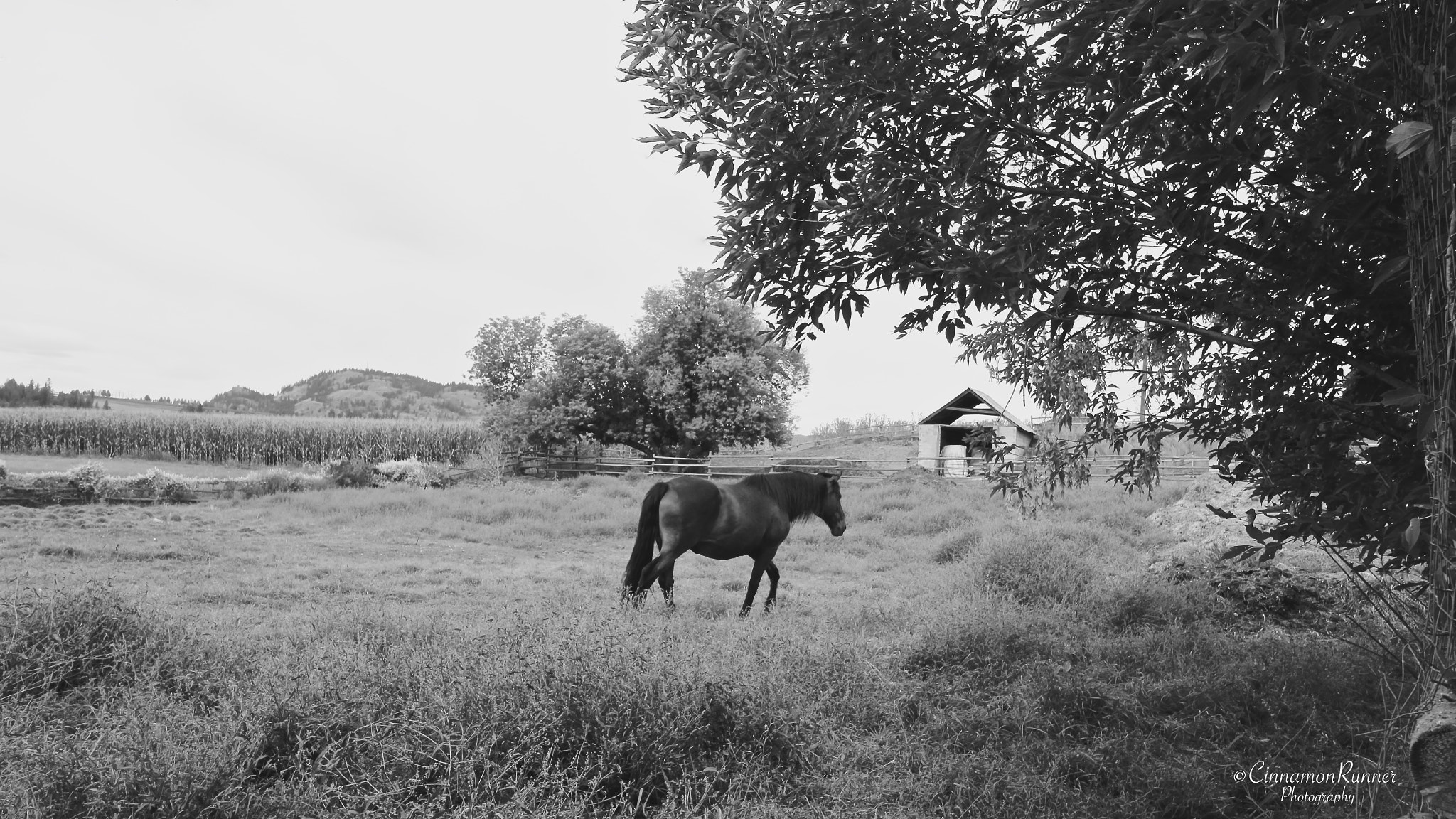 Canon EOS 100D (EOS Rebel SL1 / EOS Kiss X7) sample photo. Just horsing around... photography