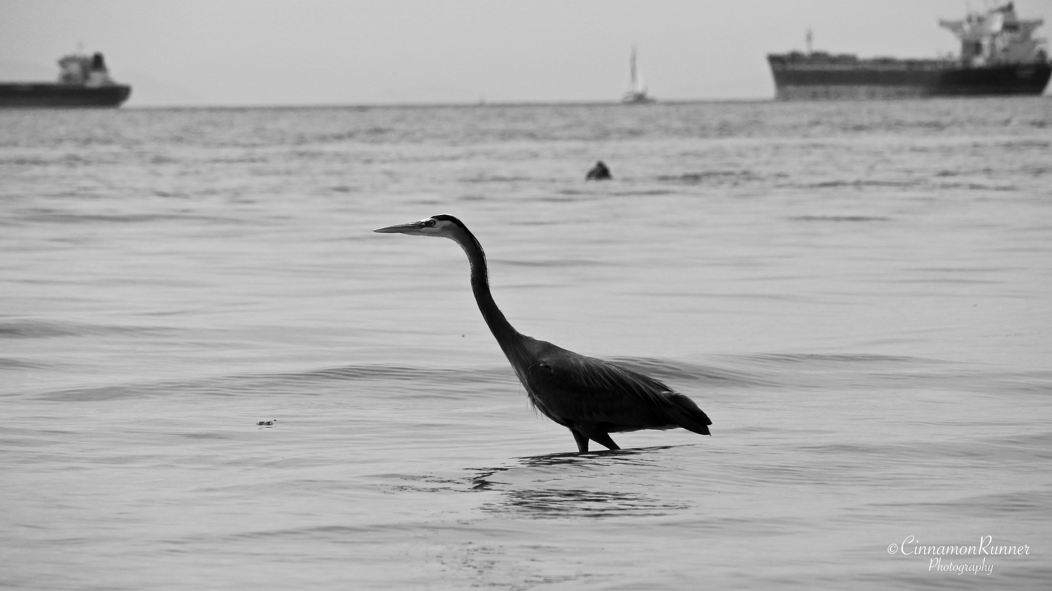 Canon EOS 100D (EOS Rebel SL1 / EOS Kiss X7) sample photo. Blue heron... photography