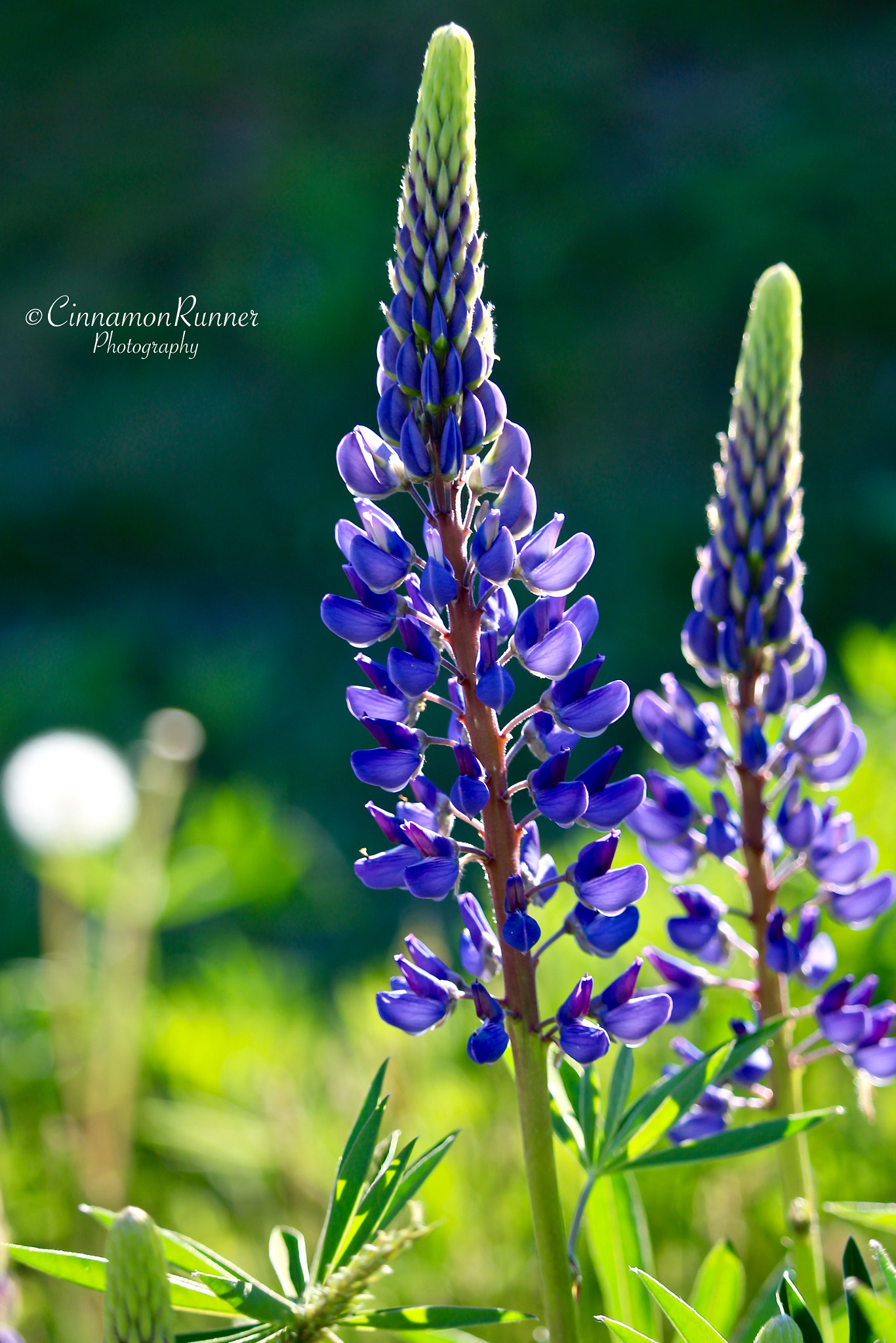 Canon EOS 100D (EOS Rebel SL1 / EOS Kiss X7) sample photo. In the wild... photography