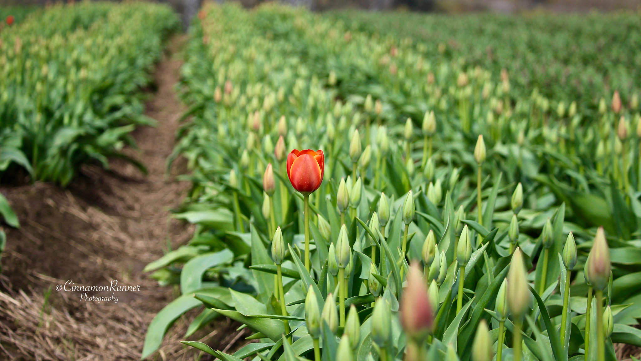 Canon EOS 100D (EOS Rebel SL1 / EOS Kiss X7) sample photo. Only takes one to bloom... photography