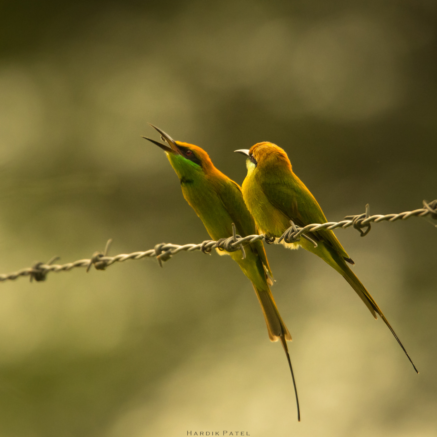 Nikon D5 sample photo. Green bea eater.. photography