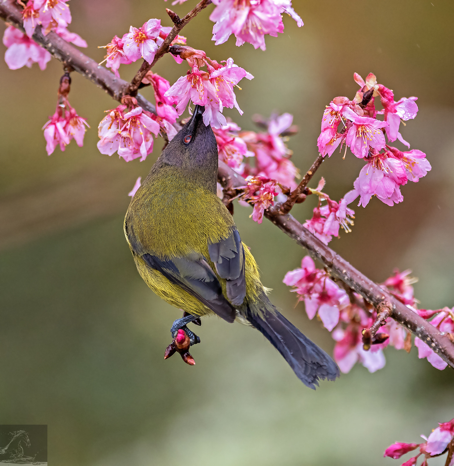 Canon EF 300mm F2.8L IS USM sample photo. Nz bellbird 05 photography
