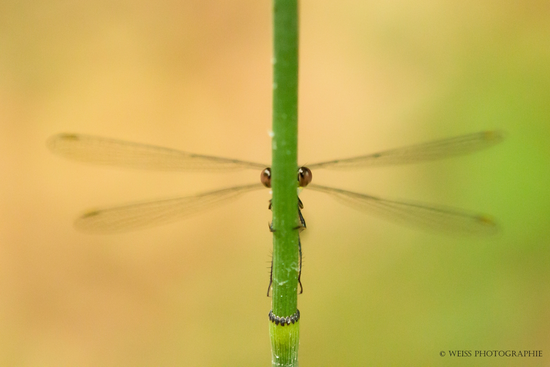 Sigma 105mm F2.8 EX DG OS HSM sample photo. Odonata photography
