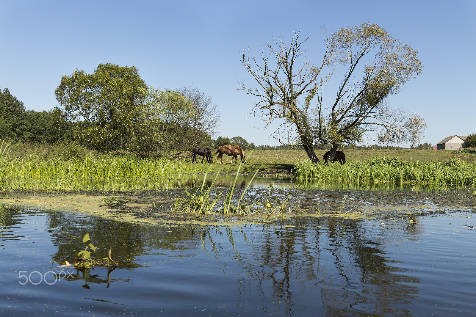 Canon EF-S 10-22mm F3.5-4.5 USM sample photo. River wkra, poland photography