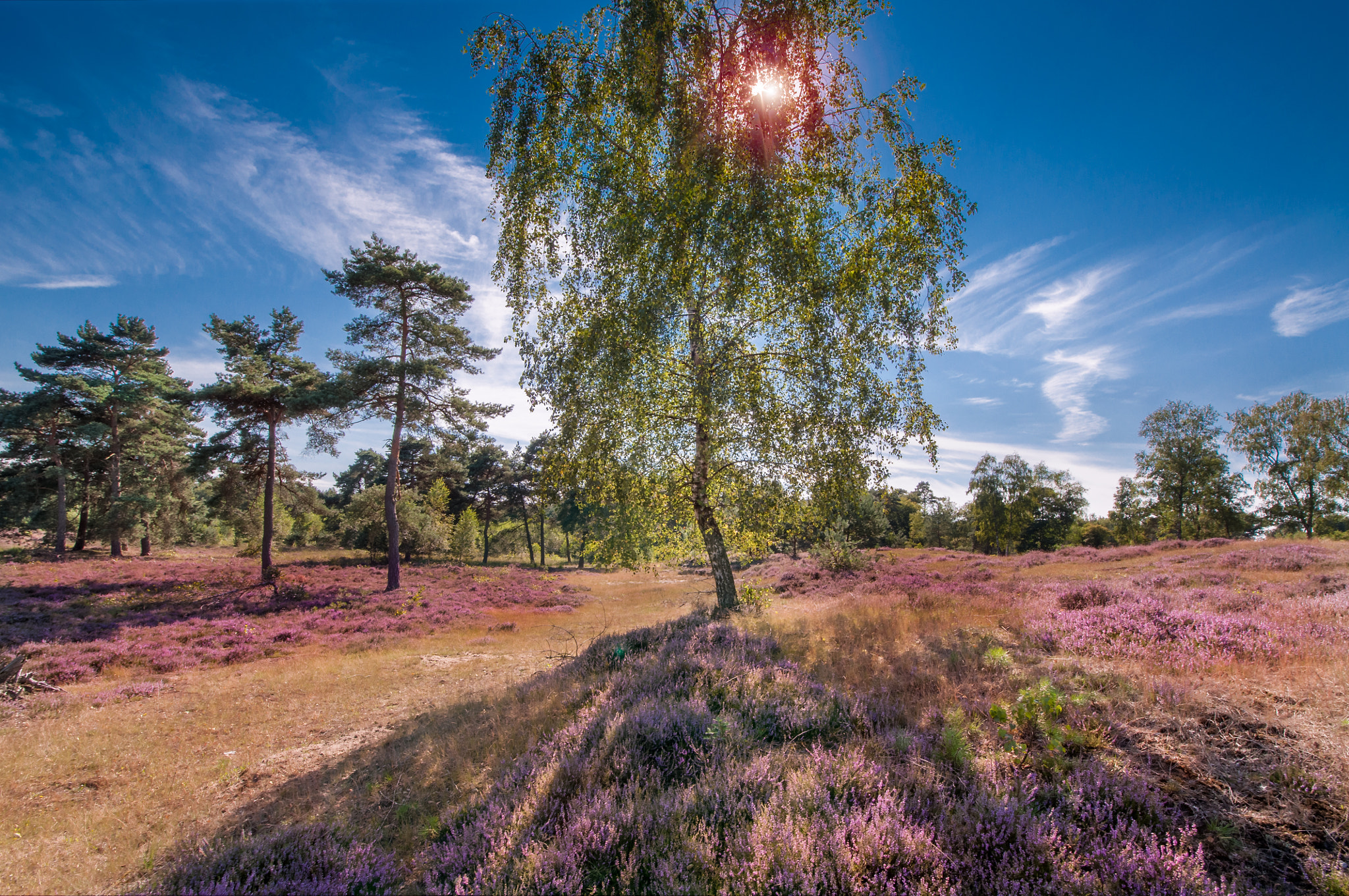 Samyang 14mm F2.8 ED AS IF UMC sample photo. Joy of nature during bycletour in holland photography