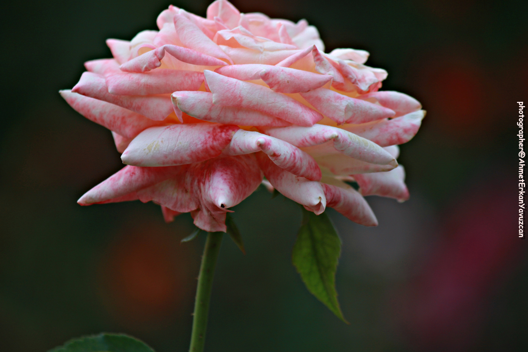 Canon EOS 500D (EOS Rebel T1i / EOS Kiss X3) sample photo. Rose - gül photography