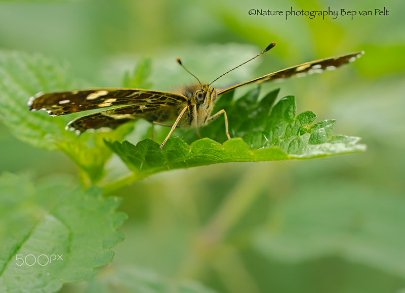 Nikon D7000 + Sigma 50mm F2.8 EX DG Macro sample photo. Butterfly called "map" photography