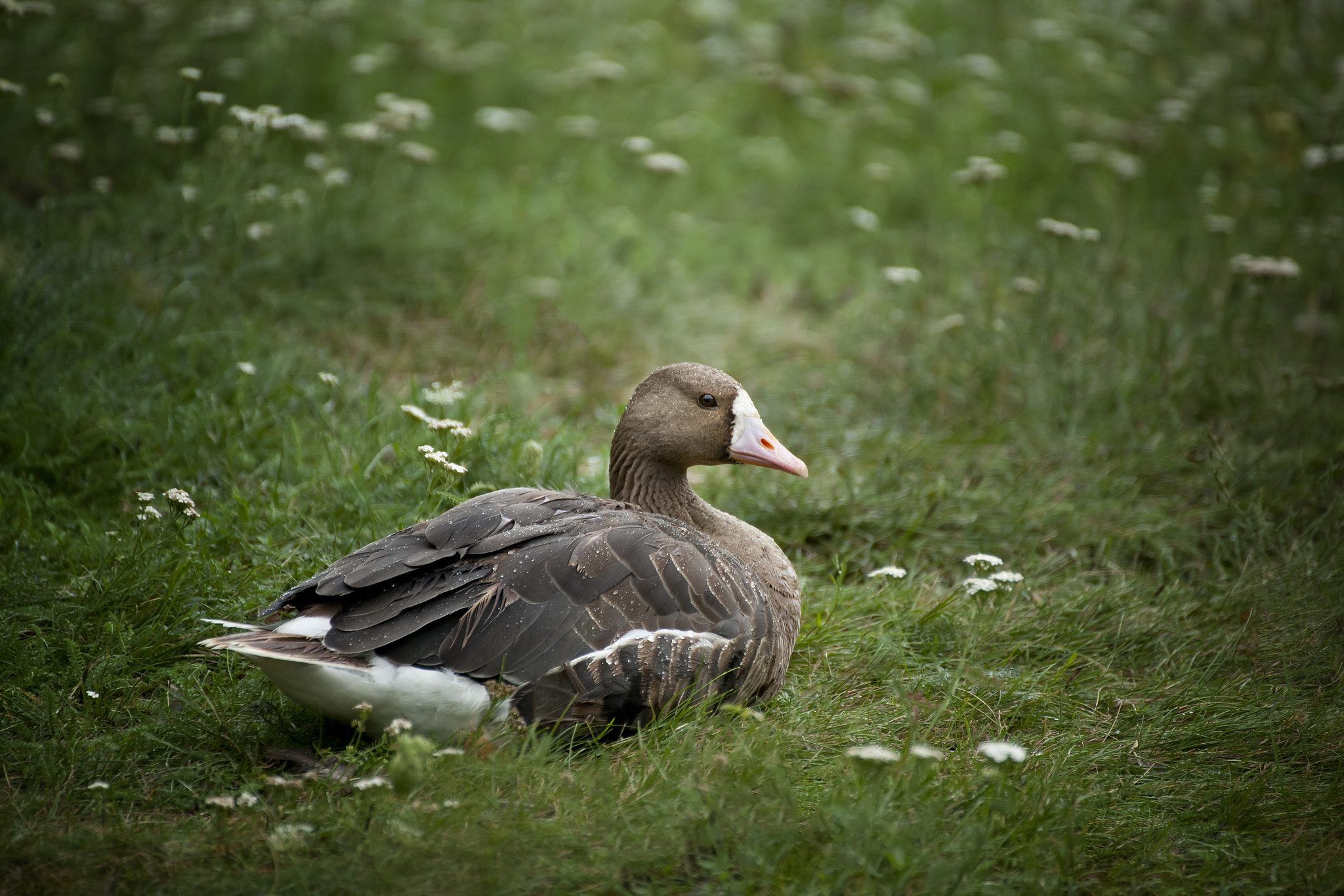 Canon EOS 5D Mark II + Tamron SP 35mm F1.8 Di VC USD sample photo. White-fronted goose photography