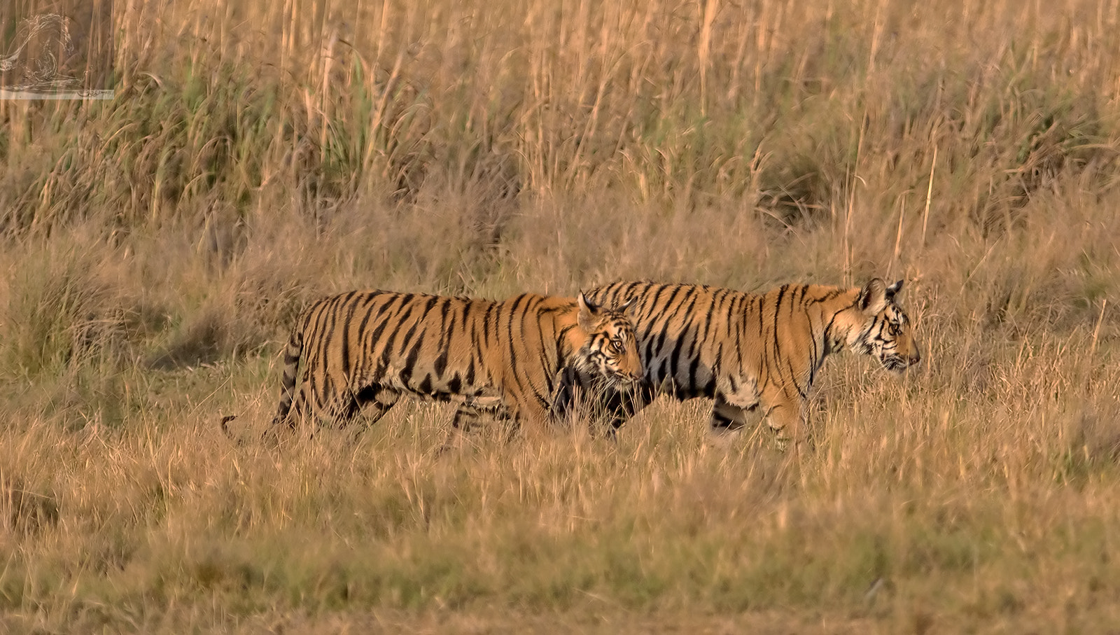 Canon EF 300mm F2.8L IS USM sample photo. Bandhavgarh 039 photography