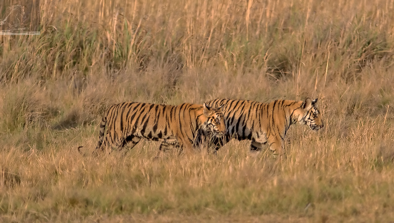 Canon EOS 7D Mark II sample photo. Bandhavgarh 039 photography