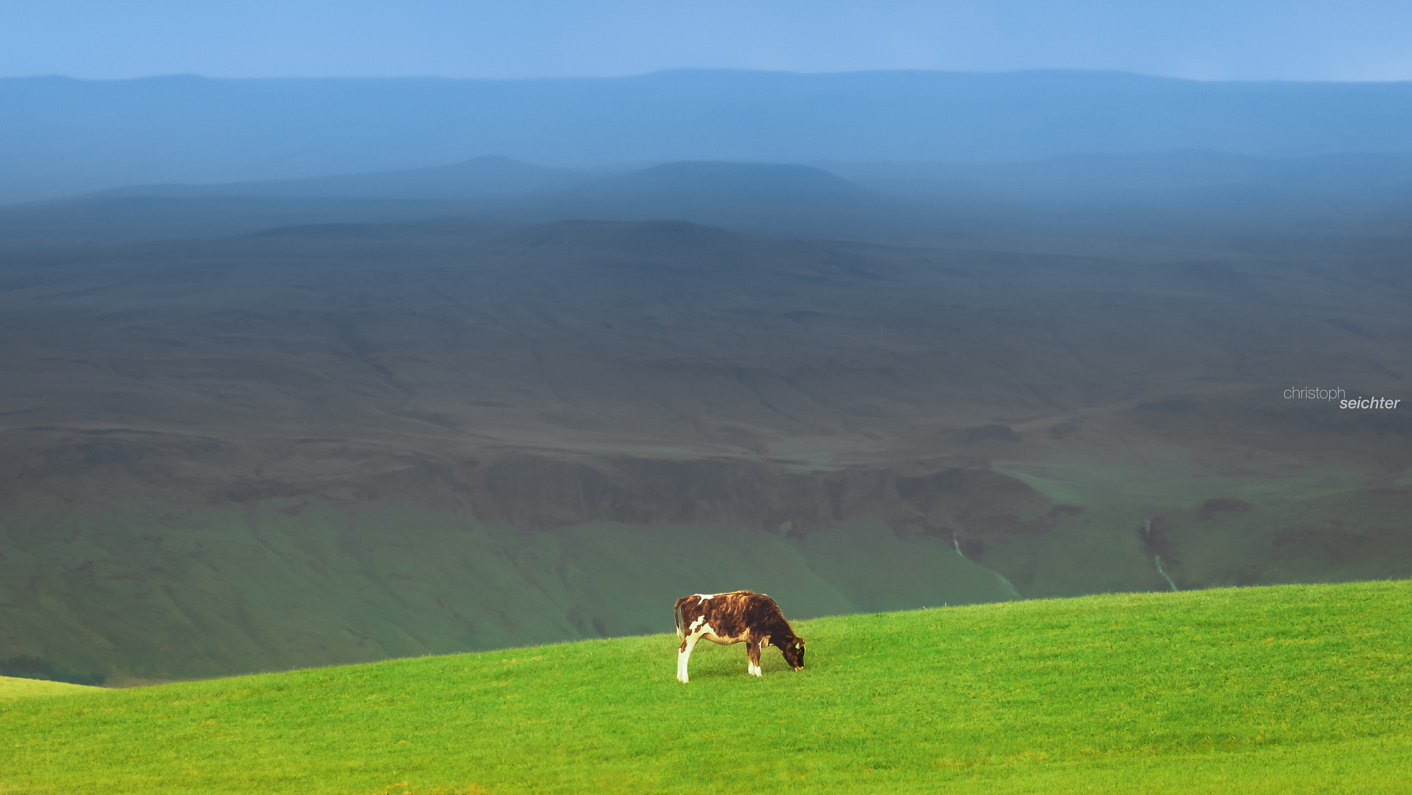 Tamron 18-270mm F3.5-6.3 Di II PZD sample photo. The cow photography