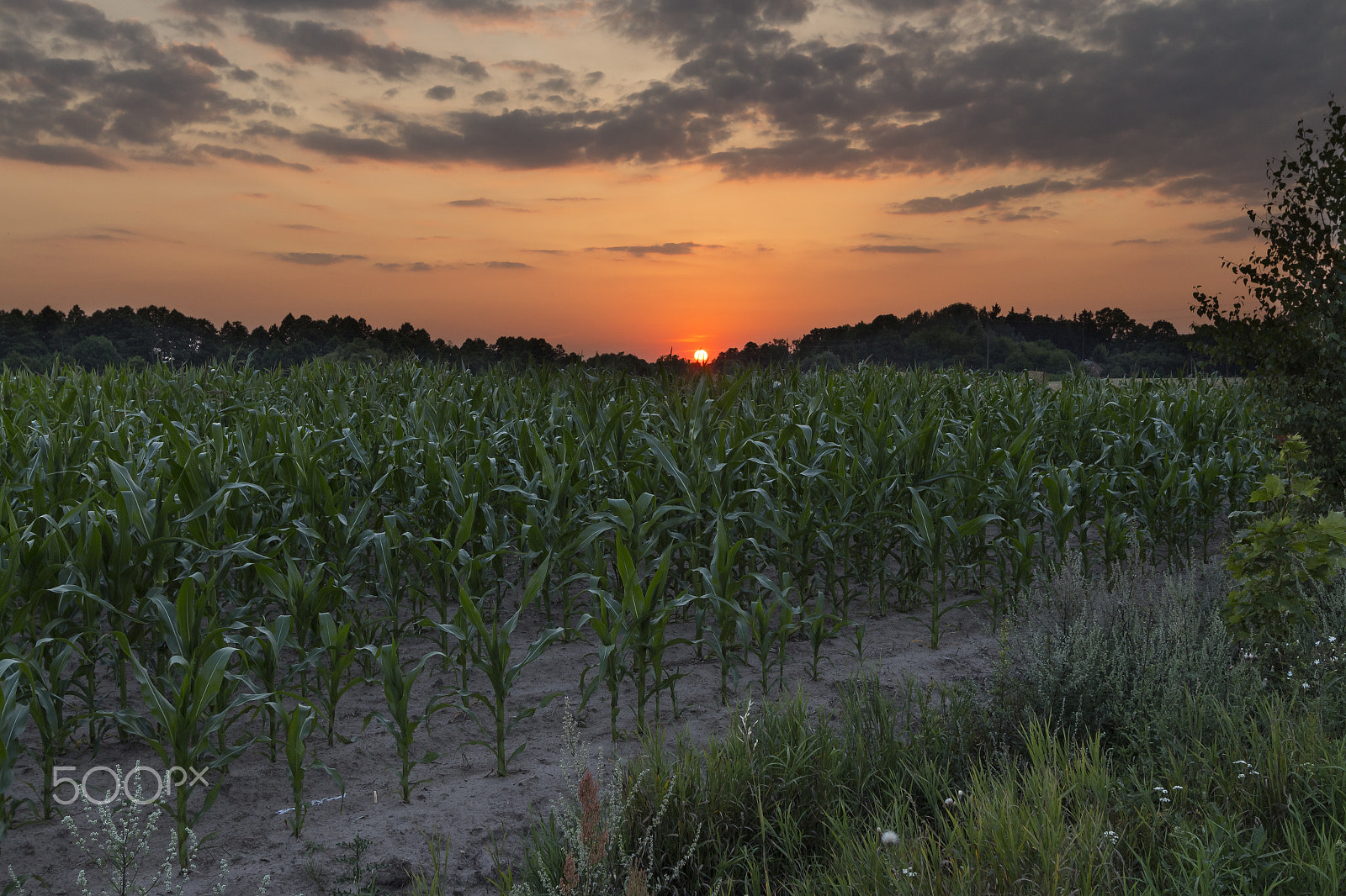 Canon EOS 650D (EOS Rebel T4i / EOS Kiss X6i) + Canon EF-S 10-22mm F3.5-4.5 USM sample photo. Sunset over a corn field photography