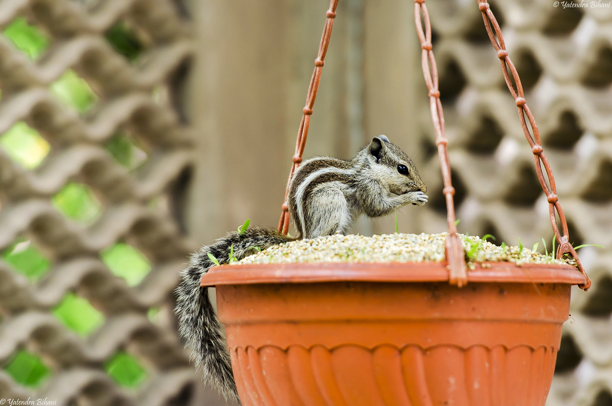 Nikon AF-S Nikkor 70-200mm F2.8G ED VR II sample photo. Squirrel at lunch photography