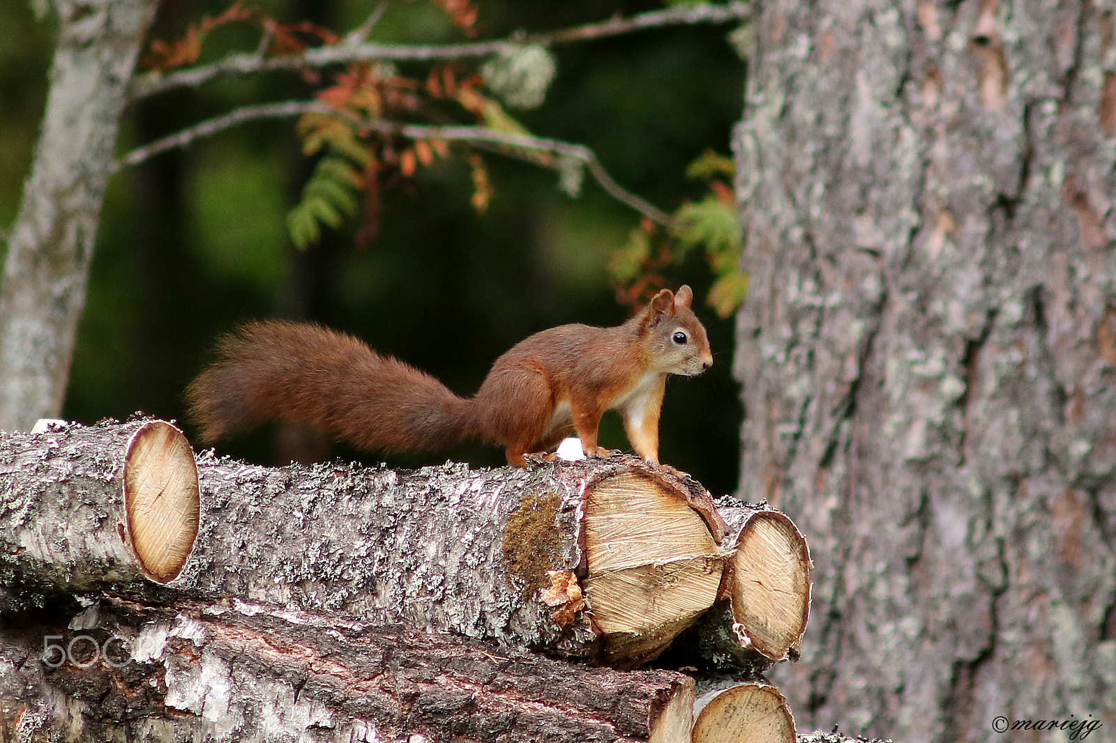 Canon EF 75-300mm F4.0-5.6 IS USM sample photo. Strike a pose photography