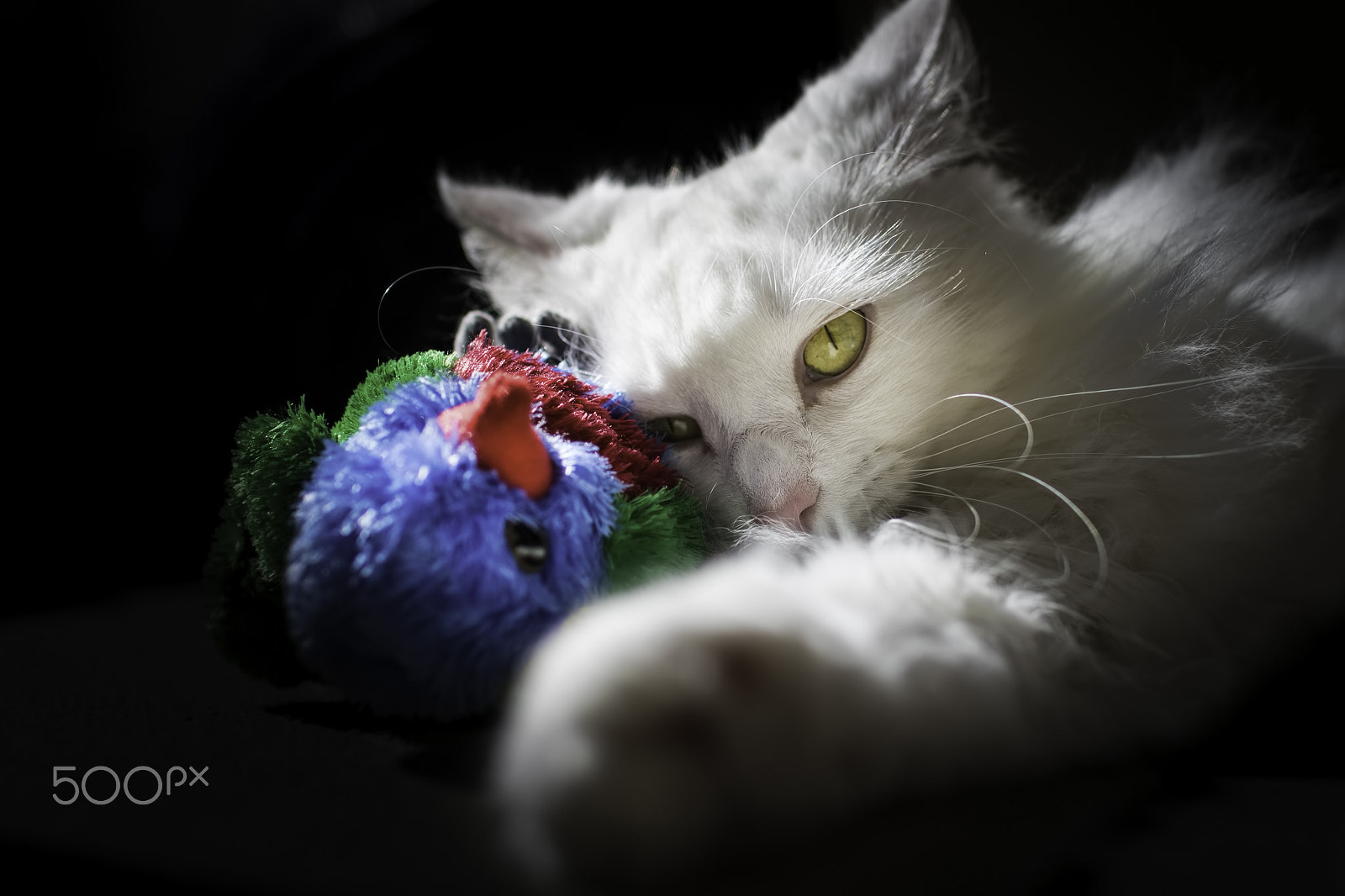 Sigma 30mm F1.4 EX DC HSM sample photo. Charley's catch photography