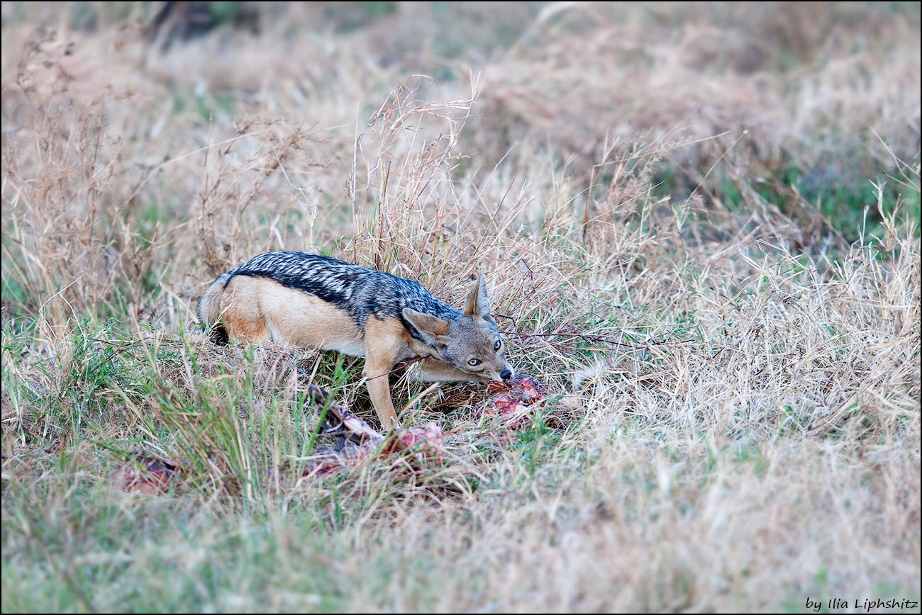 Canon EOS-1D Mark III + Canon EF 300mm F2.8L IS USM sample photo. Jackals of serengeti №3 photography