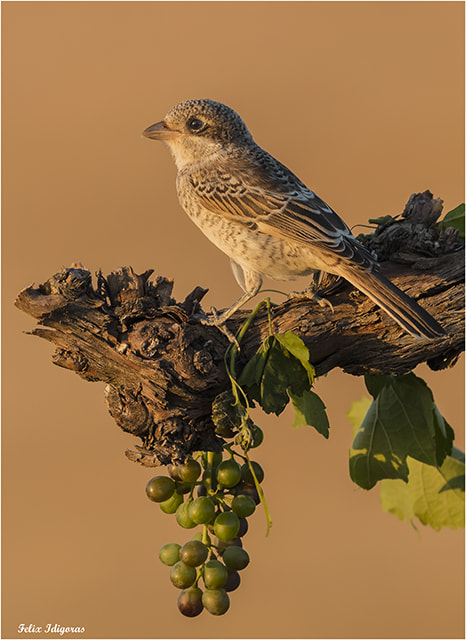 Canon EF 300mm F2.8L IS II USM sample photo. Atardecer en sierra morena photography