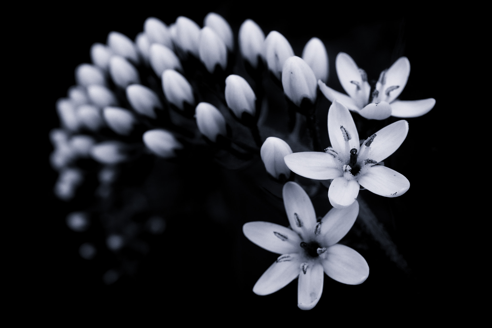 Pentax K-01 + smc PENTAX-F MACRO 50mm F2.8 sample photo. Gooseneck loosestrife photography