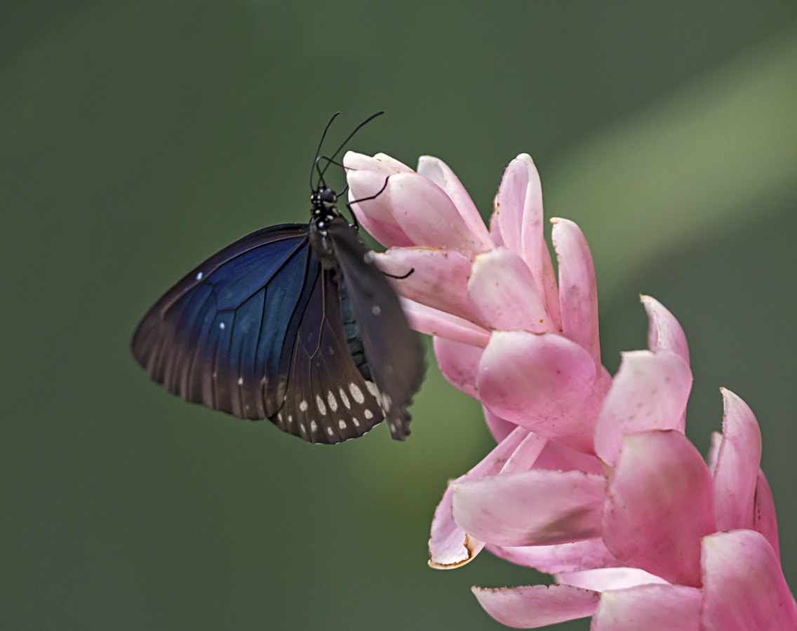 Sigma APO Macro 150mm f/2.8 EX DG HSM sample photo. Heliconius sara photography