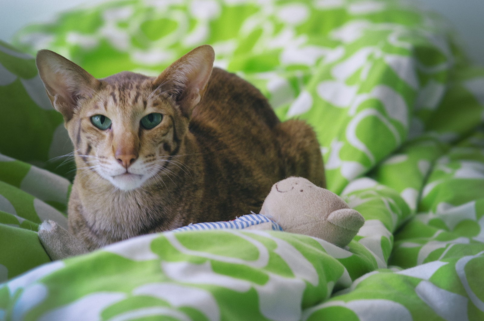 Sigma 105mm F2.8 EX DG Macro sample photo. Sjonnie and bear photography