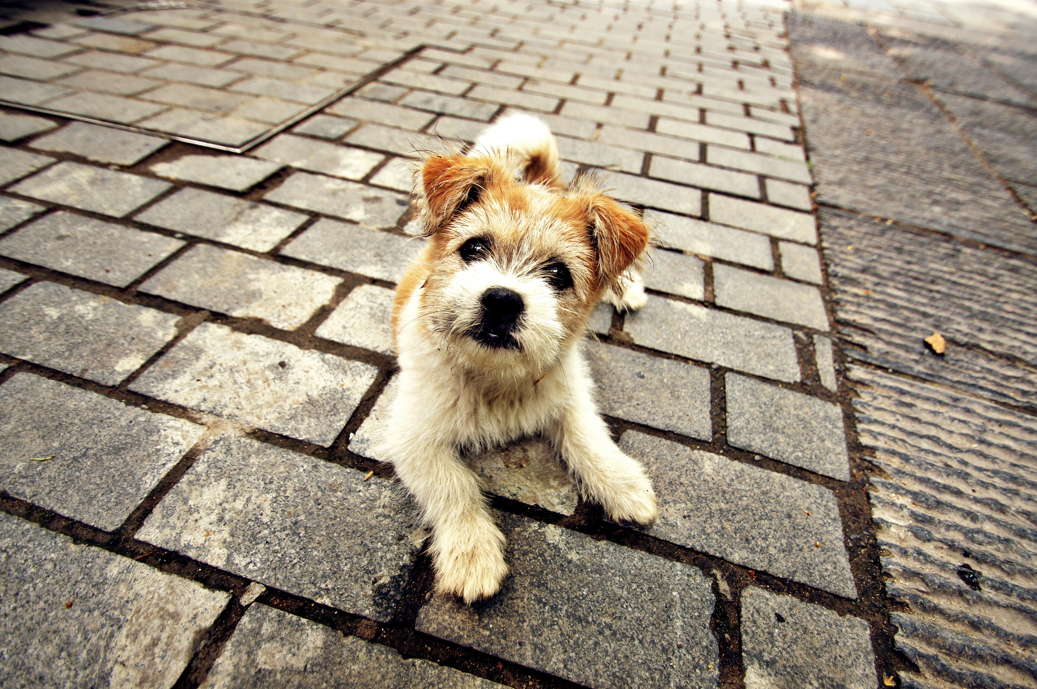Sony SLT-A55 (SLT-A55V) sample photo. Puppy photography