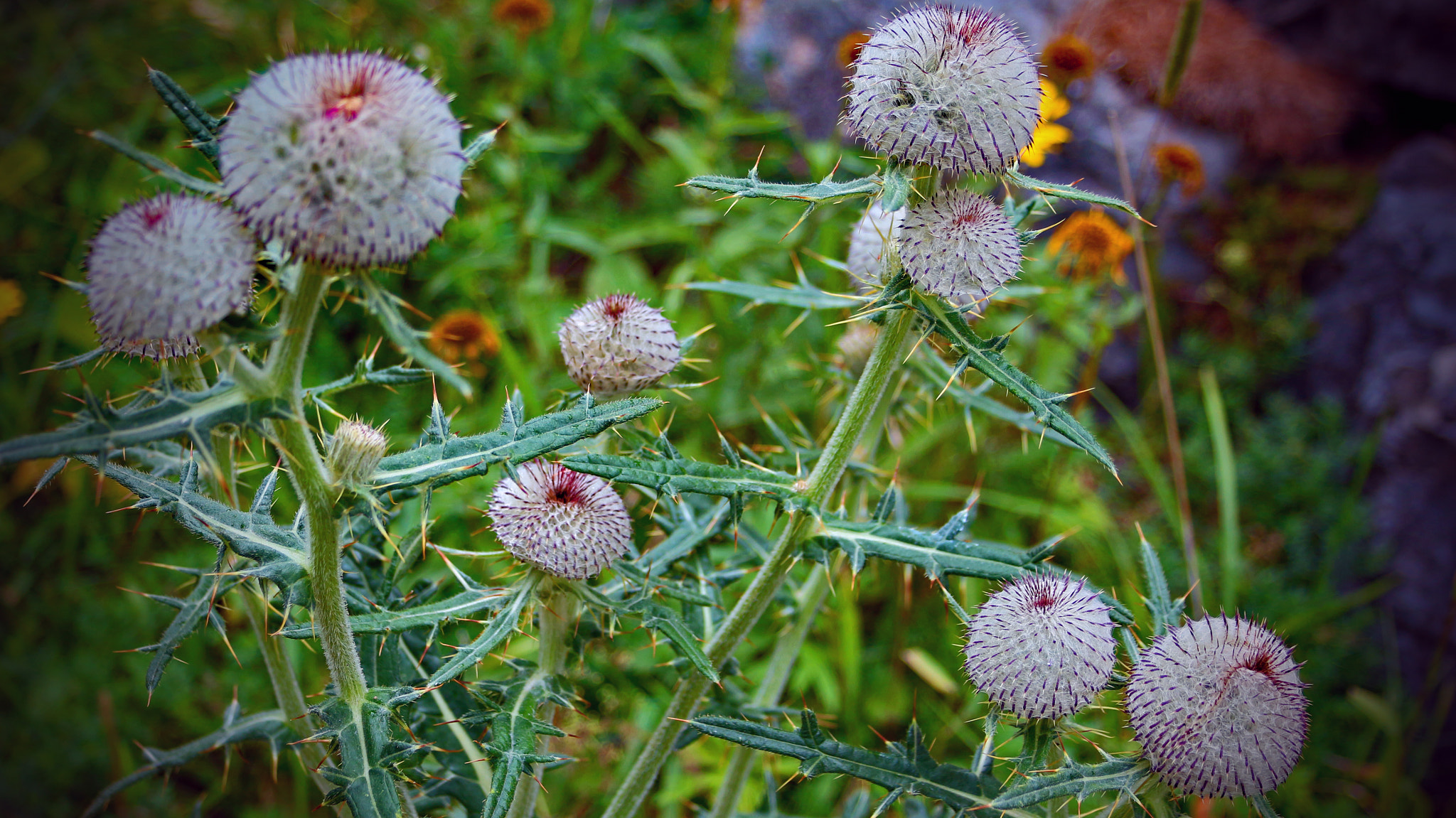 Canon EF 28-135mm F3.5-5.6 IS USM sample photo. Some mountain thistles... photography