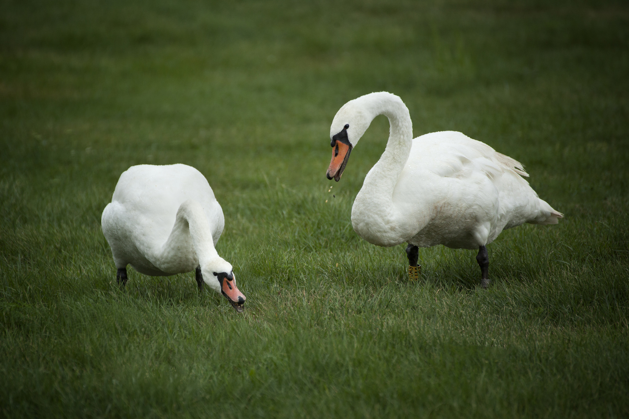 Canon EOS 5D Mark II + Tamron SP 35mm F1.8 Di VC USD sample photo. Swans photography