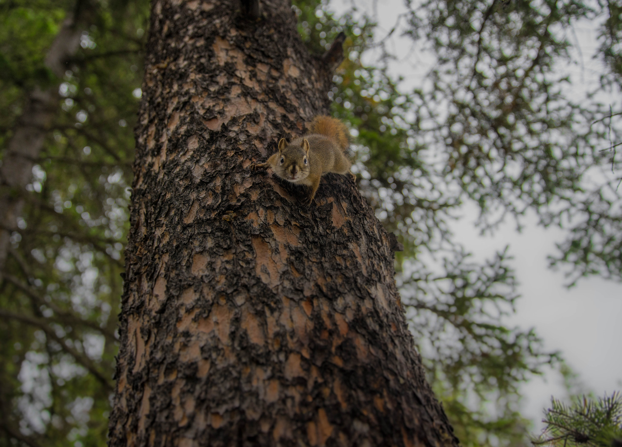 Canon EF 24-70mm F2.8L II USM sample photo. Intrigued and terrified photography