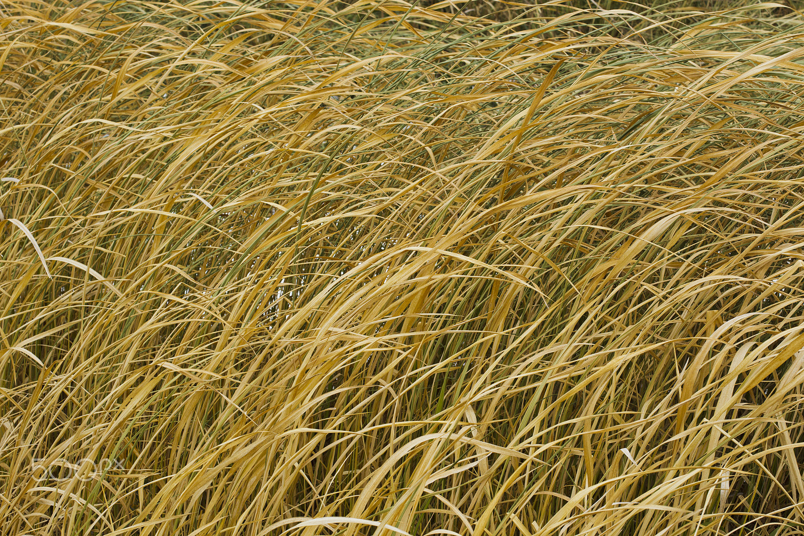 Canon EOS-1D Mark IV sample photo. Yellow autumn grass photography