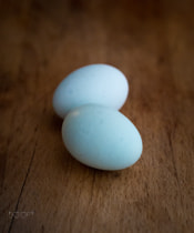 Olympus PEN E-PL3 + Olympus M.Zuiko Digital 45mm F1.8 sample photo. Blue eggs photography