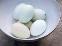 Olympus PEN E-PL3 + Olympus M.Zuiko Digital 45mm F1.8 sample photo. Blue eggs photography