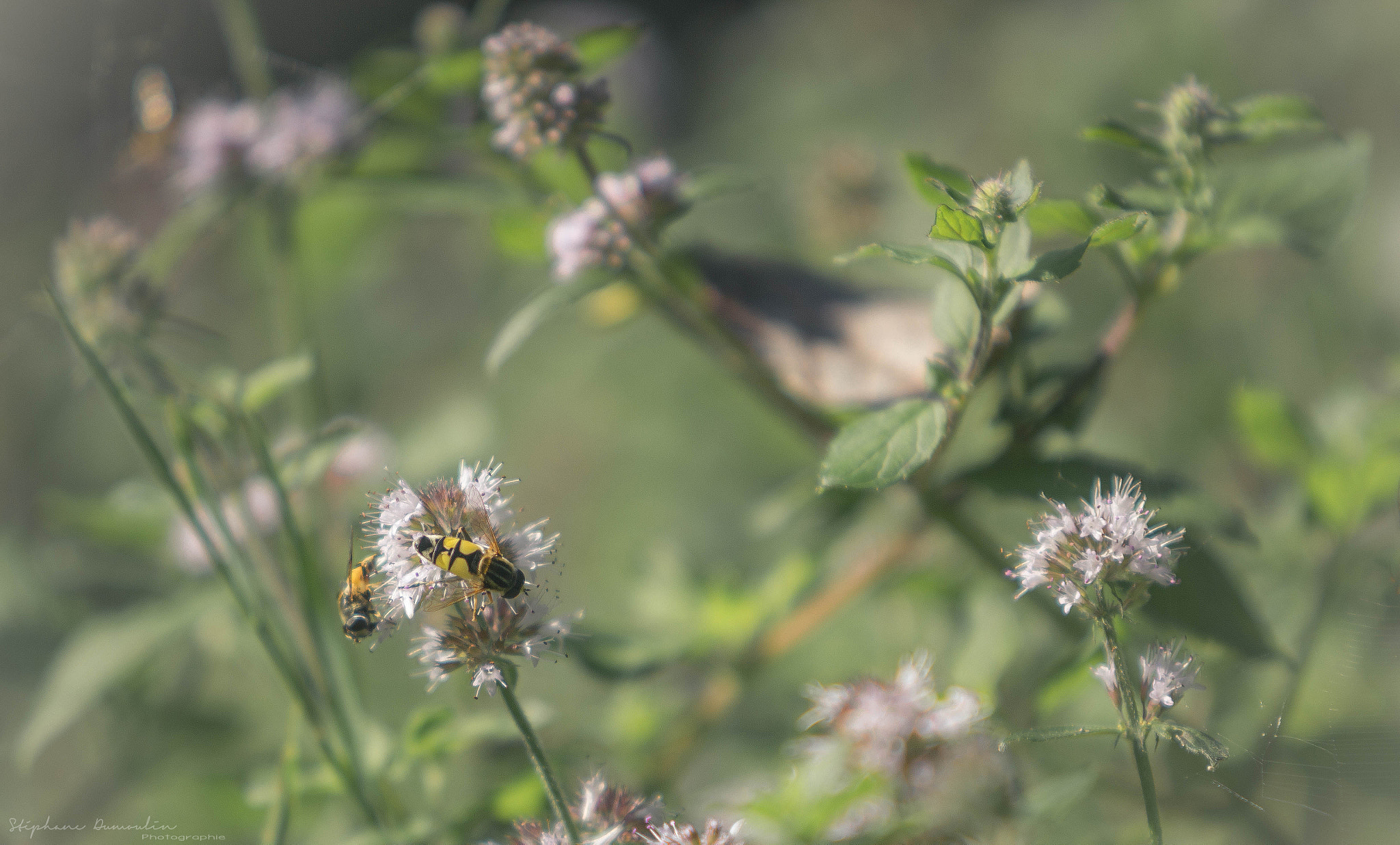 Canon EF 70-200mm F2.8L USM sample photo. Img photography
