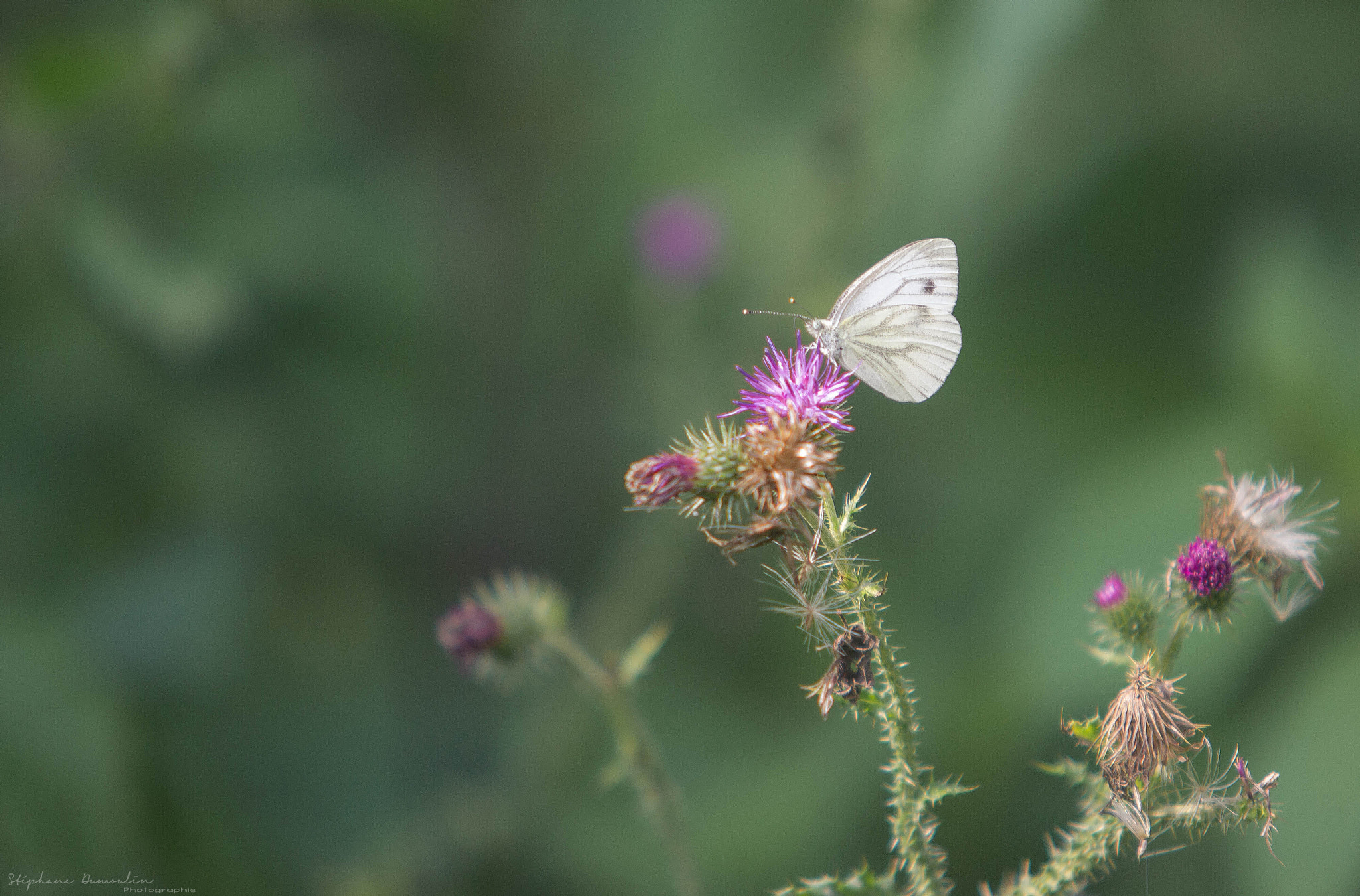 Canon EF 70-200mm F2.8L USM sample photo. Img photography
