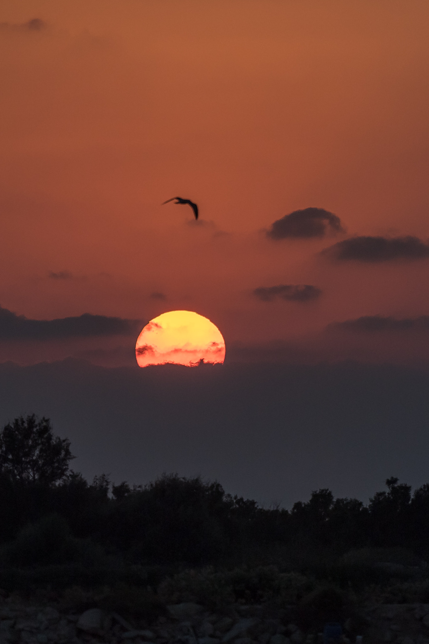 Nikon AF-S Nikkor 200-500mm F5.6E ED VR sample photo. Sun set photography