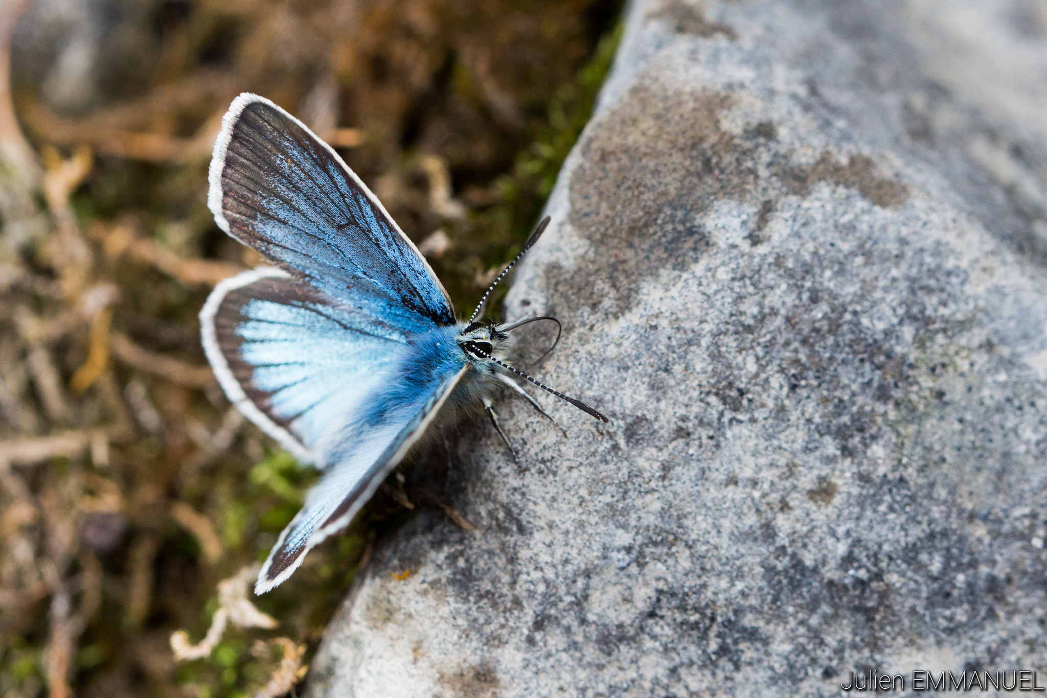 Canon EOS 700D (EOS Rebel T5i / EOS Kiss X7i) + Canon EF 100mm F2.8L Macro IS USM sample photo. Blue butterfly photography