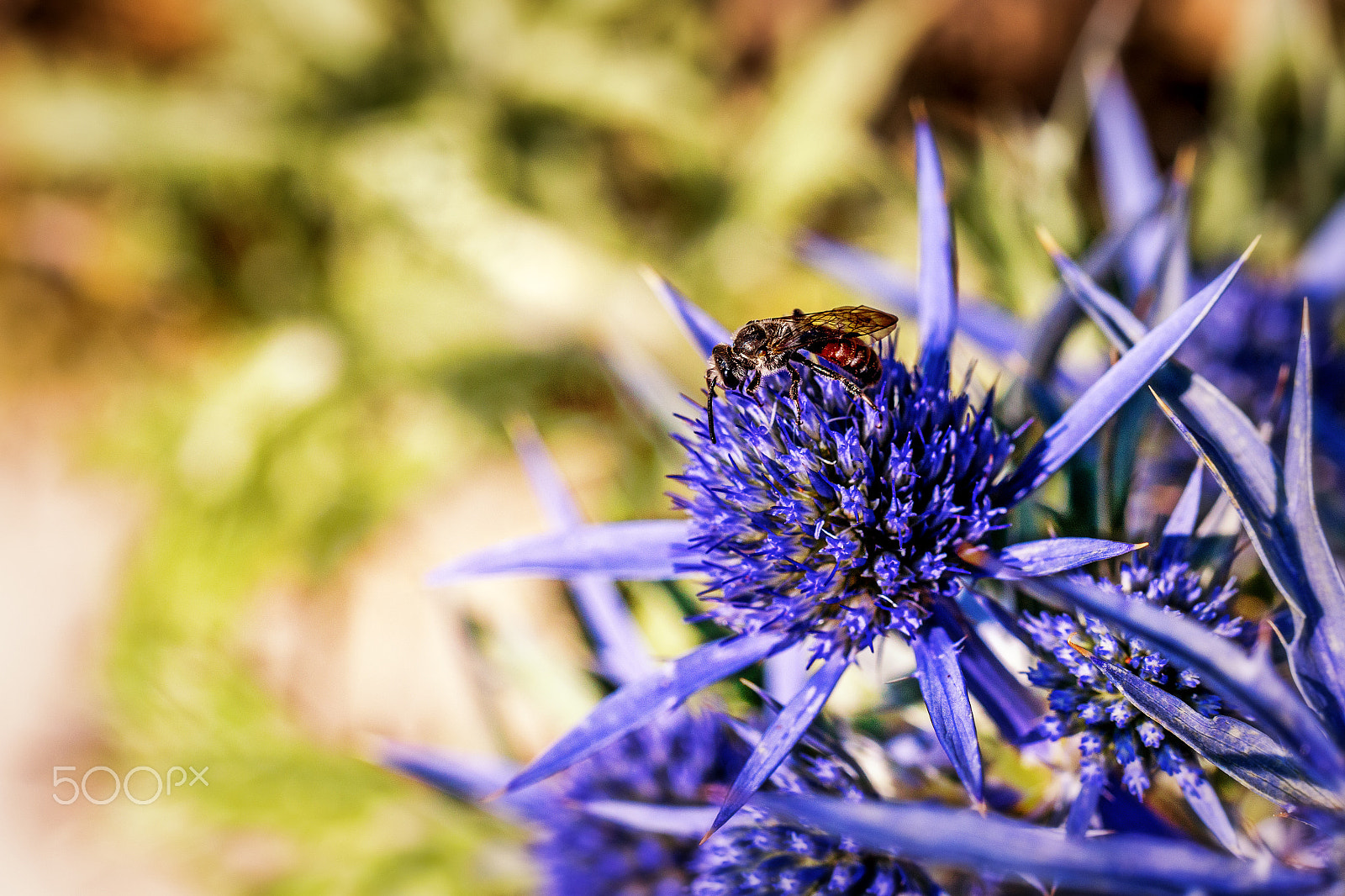 Canon EOS 70D + Tamron SP AF 60mm F2 Di II LD IF Macro sample photo. Pruple haze and little hendrix photography